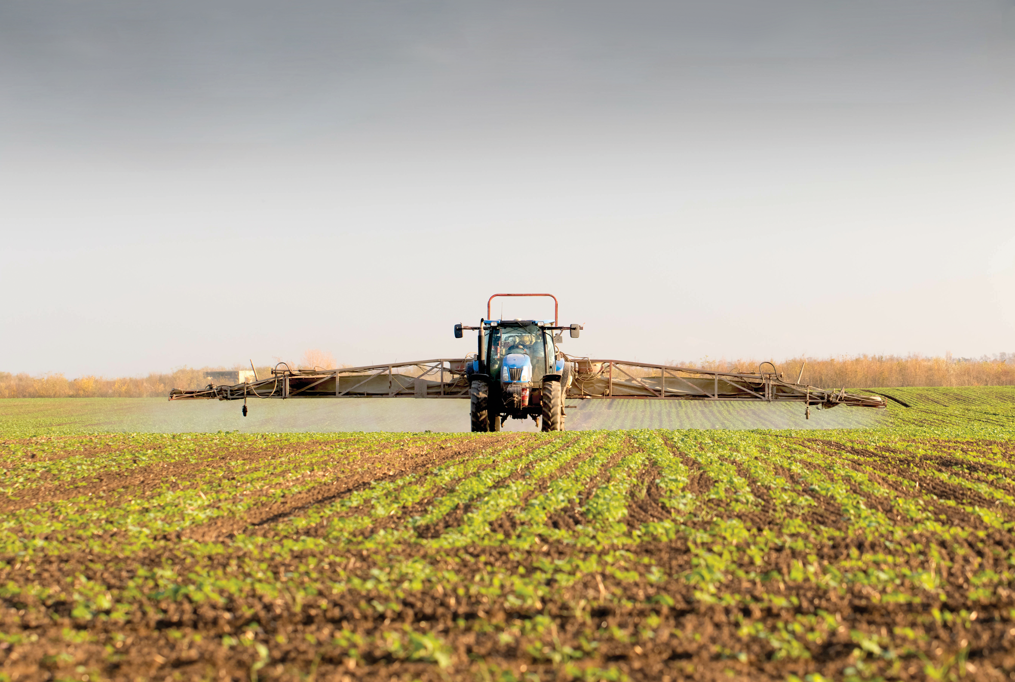 Some Concerns with Roundup Ready Spring Canola for Italian Ryegrass Control