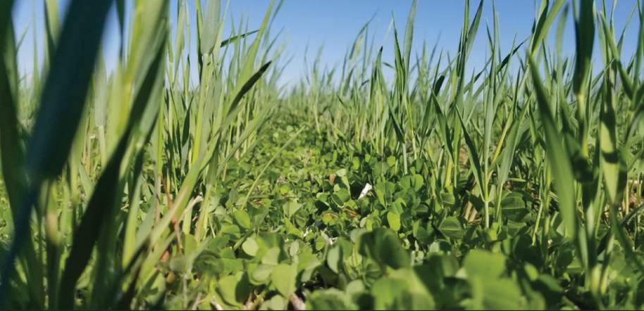 Figure 4. An April photo of clover and rye mixtures growing in southern Delaware. At this stage, clover grows more prostrate across the ground compared with the upright growth of the rye.