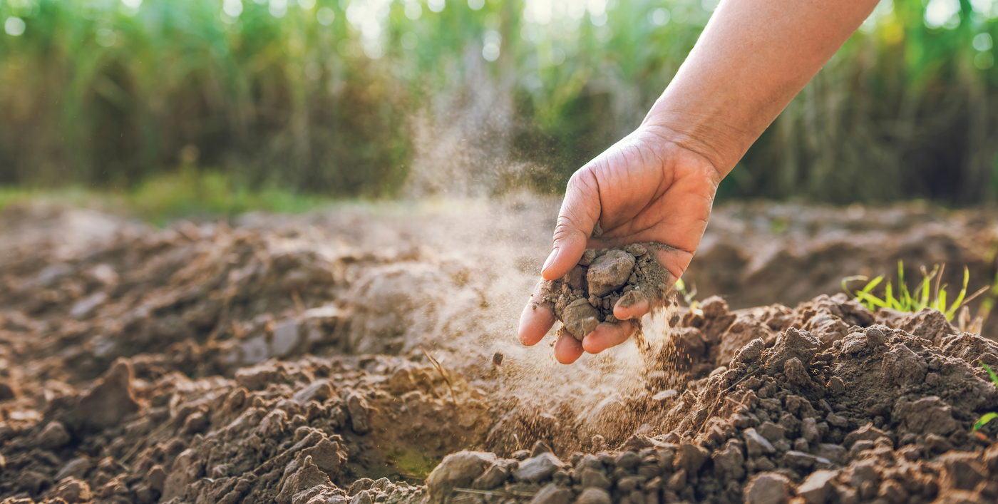 Drier soils will likely cause some producers to increase planting depth. Photo courtesy of Adobe Stock/lovelyday12.