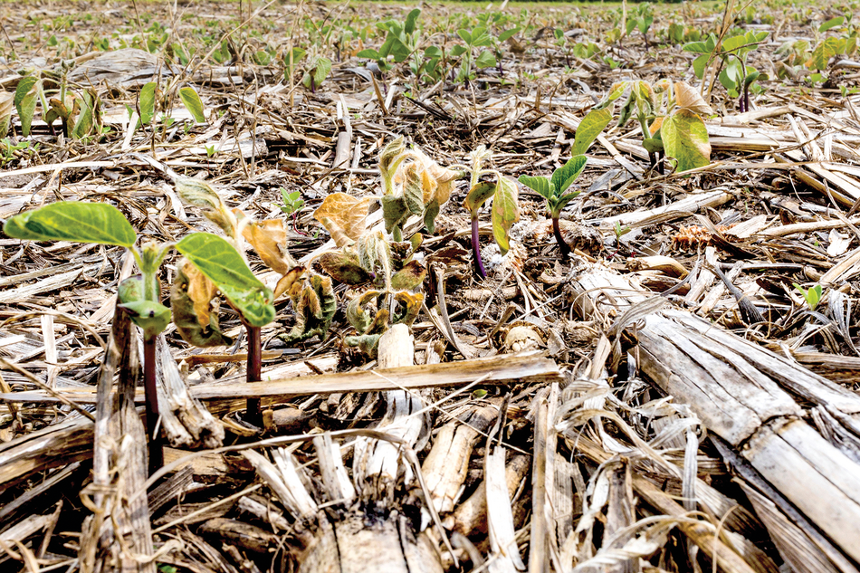 Weather is one variable we can’t control. Late freezes can certainly interfere with stand success. Photo courtesy of Adobe Stock/Margaret Burlingham