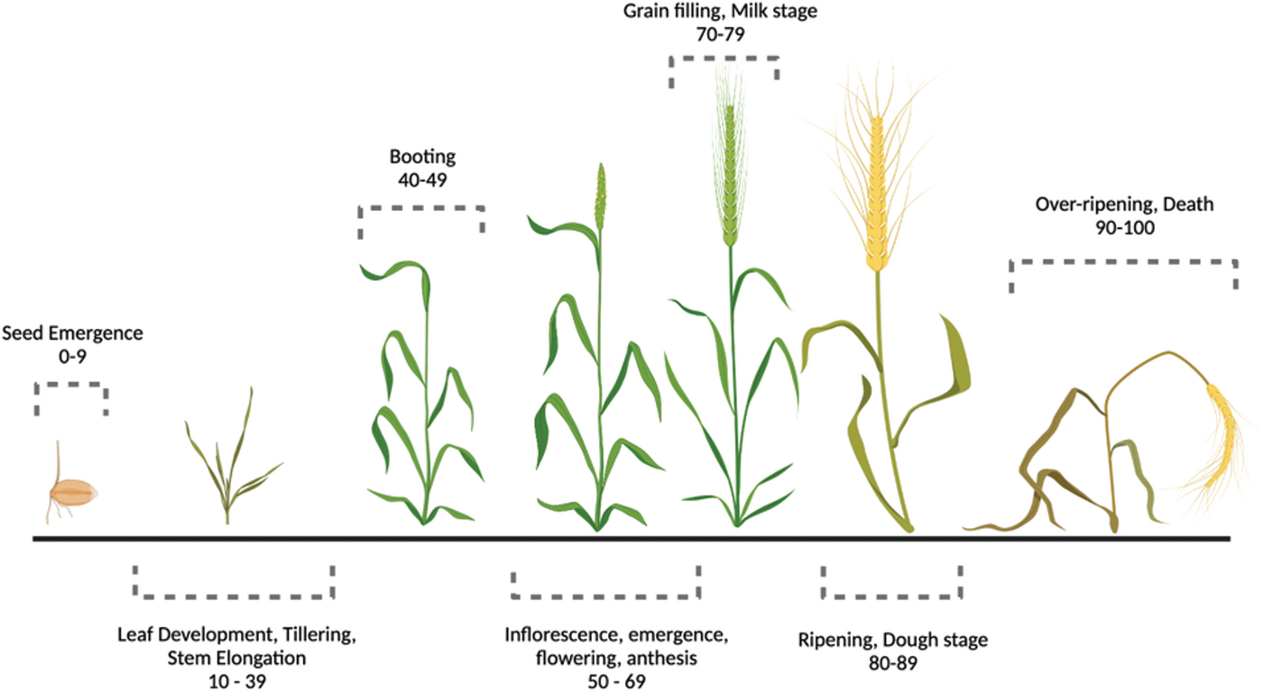 Figure 1. Zadoks scale. Numbers 0–9 characterize seed emergence; numbers 10–39 leaf development, tillering, and stem elongation; num- bers 41–50 booting; numbers 51–70 inflorescence, emergence, flowering, and anthesis; numbers 71–80 milk stage; numbers 81–90 dough  stage; and numbers 91–100 senescence. LMA induction occurs around the soft dough stage, which is located at number 85.