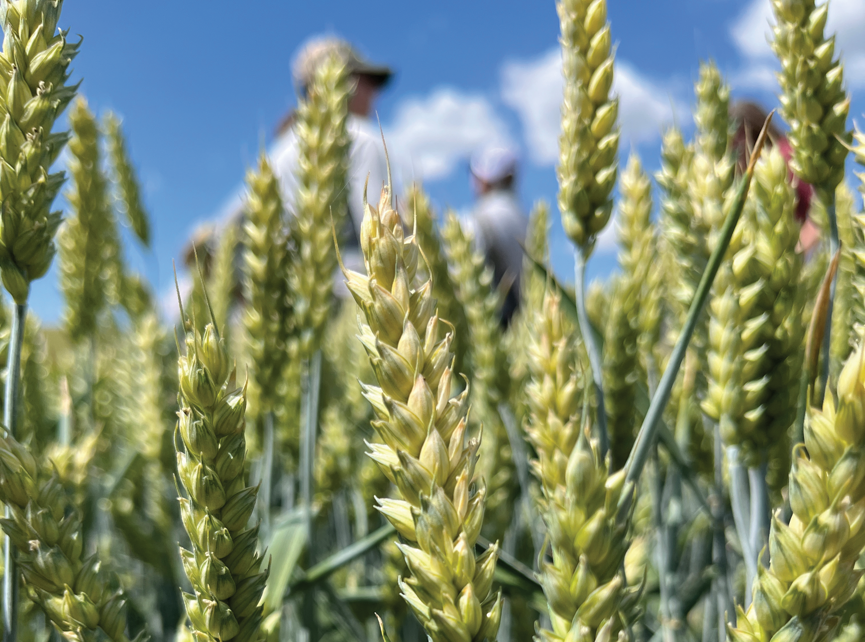 Identified in the Pacific Northwest in 2012, late-maturity alpha-amylase (LMA) occurs during grain filling in immature seeds and has no visual phenotype, making contamination with sound grain very easy.
