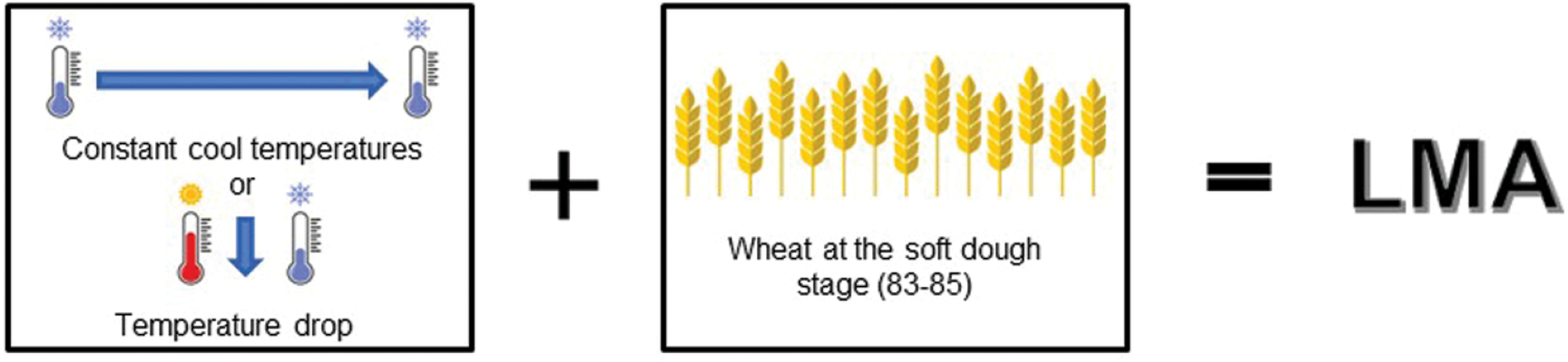 The most consistently described and accepted LMA-inducing weather conditions include cold snaps and exposure to longer durations of cool, wet temperatures during grain filling across Zadoks stages 83 to 85, also known as the soft dough stage.