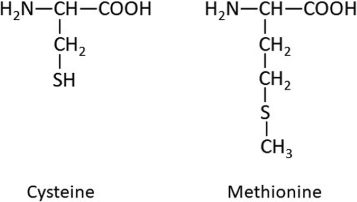 Figure 1. Molecular structure of two of the three sulfur-containing amino acids, cysteine (left) and methionine (right).