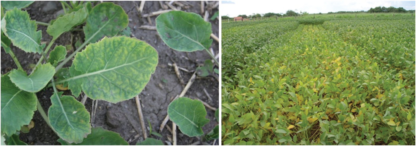 Figure 2. Sulfur deficiency symptoms in canola and soybean.