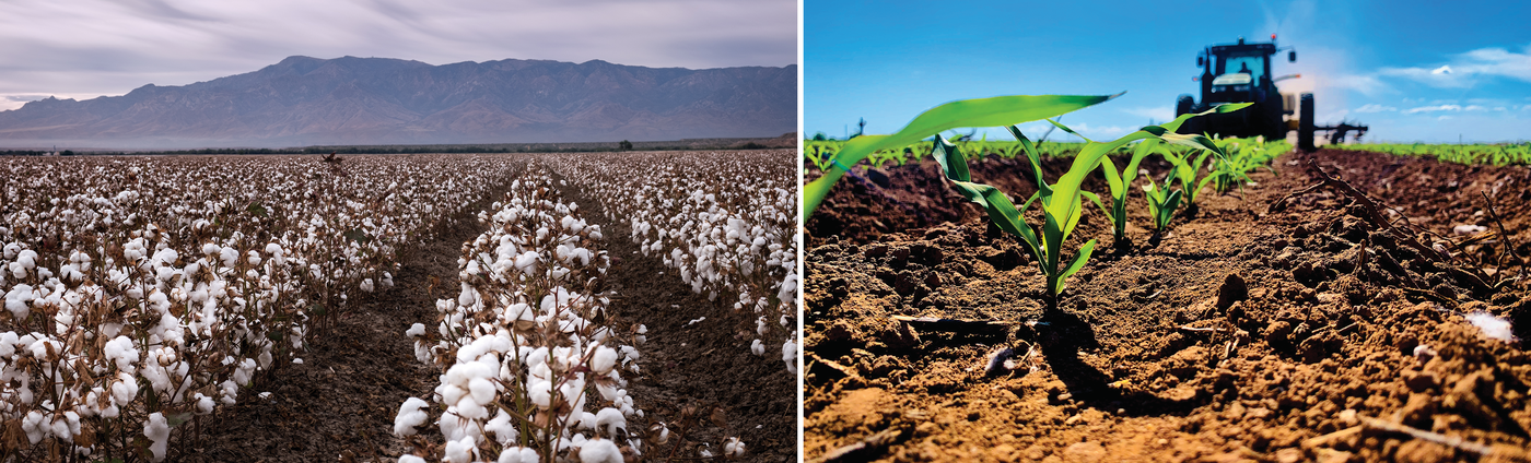 In the summer in Arizona and southeastern California, cotton (left) and silage corn (right) are grown. Photo courtesy of Jeffrey Richins.