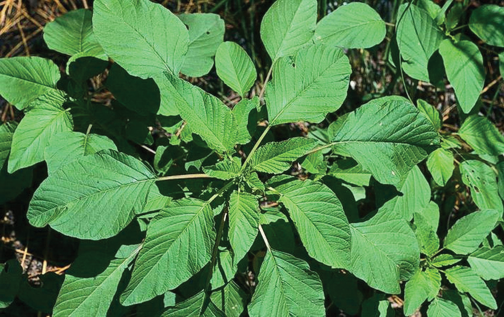 Figure 1. Palmer amaranth has oval, diamond, or lance-shaped leaves.