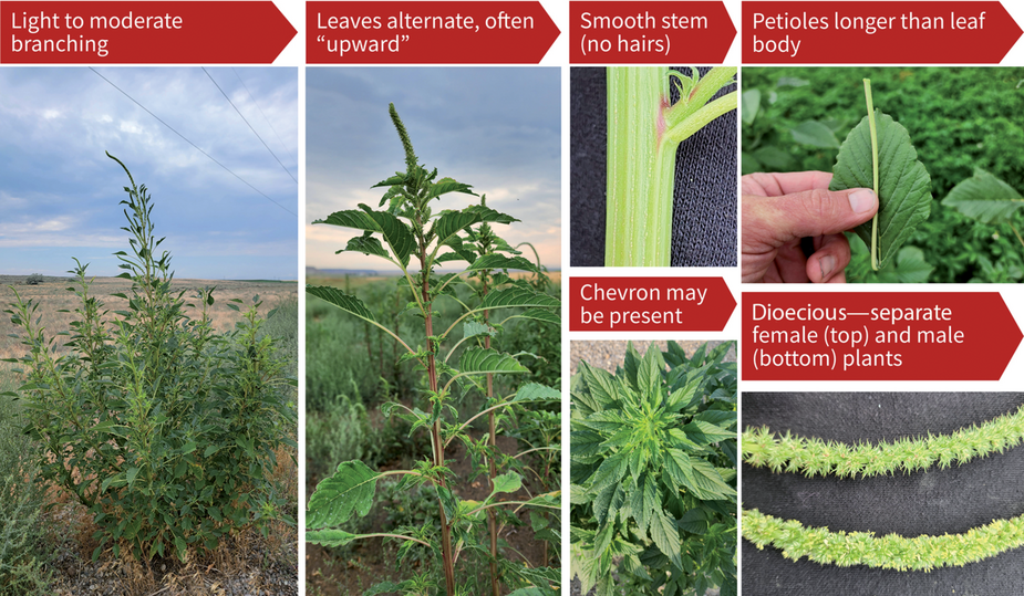 Figure 2. Features or characteristics that may help differentiate Palmer amaranth from other pigweeds.