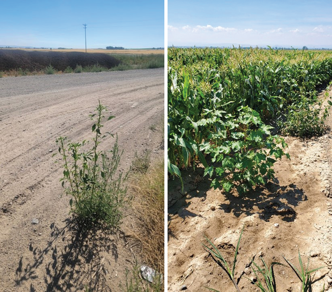 Figure 5. Palmer amaranth opposite a feedlot (left) and volunteer cotton (right) near a corn field in Southern Idaho.