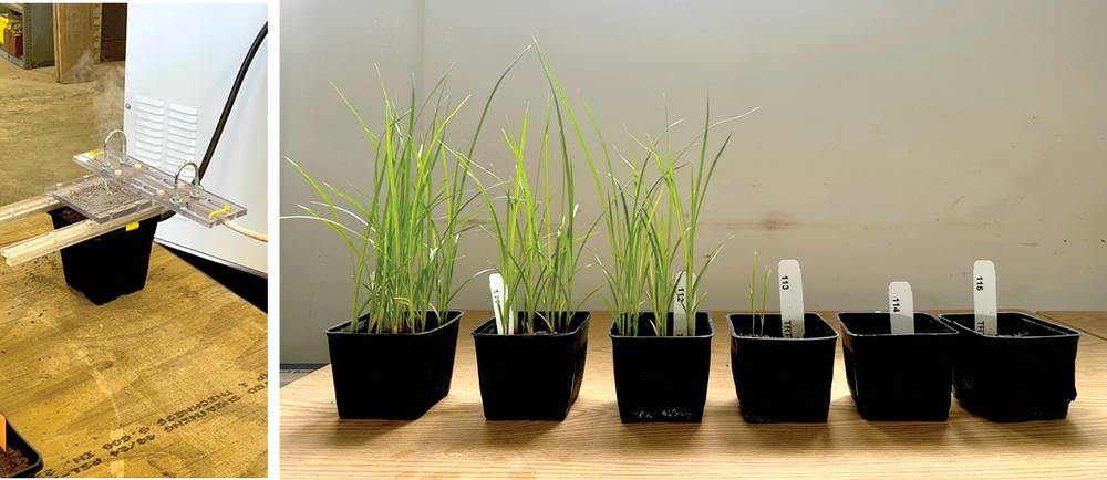 Figure 1. Pulse electric field (PEF) application in a pot study with yellow nutsedge tubers (left). The PEF energy quickly warms the soil; notice the water vapor. Yellow nutsedge plants 28 days after treatment with increasing rates of pulse electric field (right). Rates of PEF application were (l to r) 0, 15, 30, 60, 125, and 250 J/cm3 .