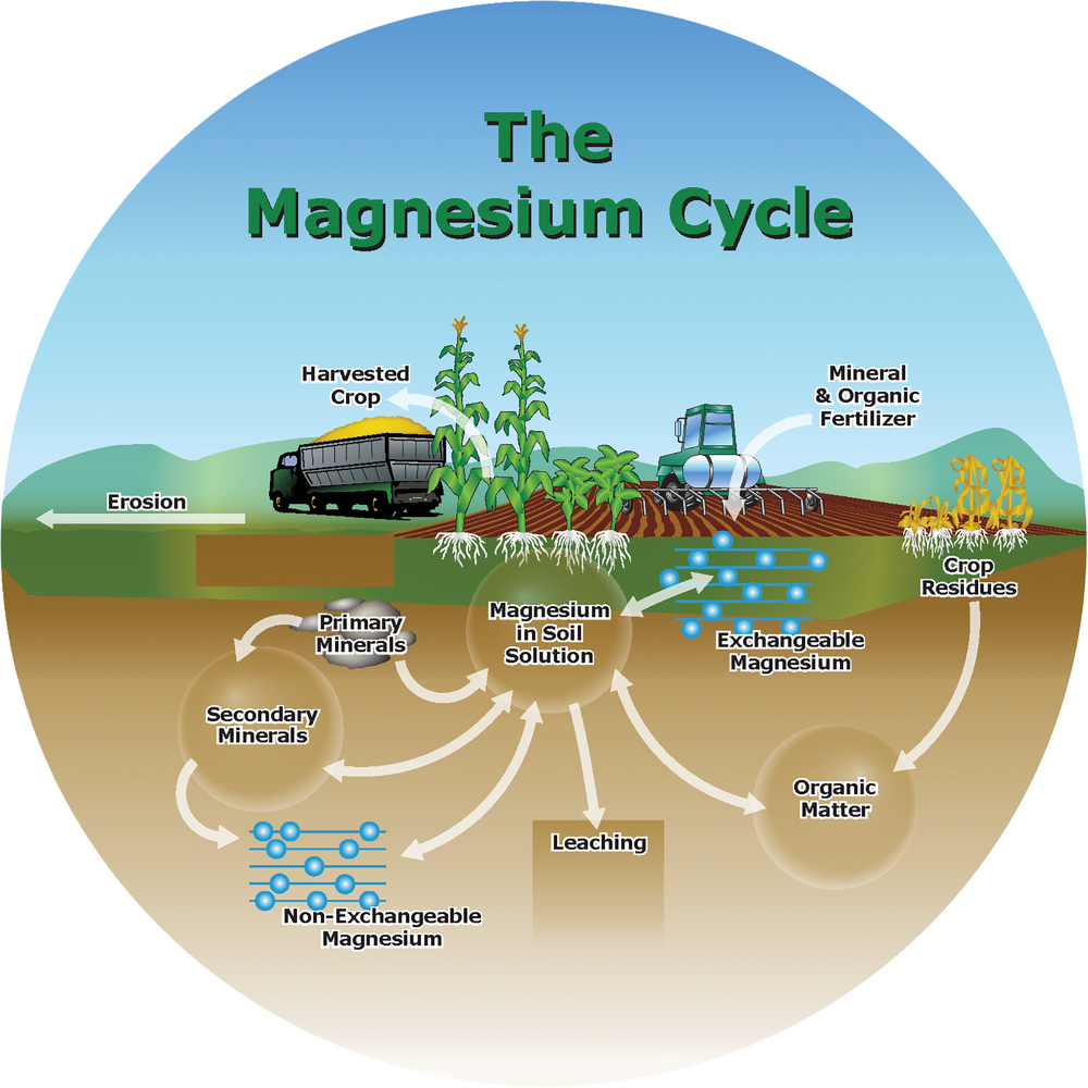 The magnesium cycle.