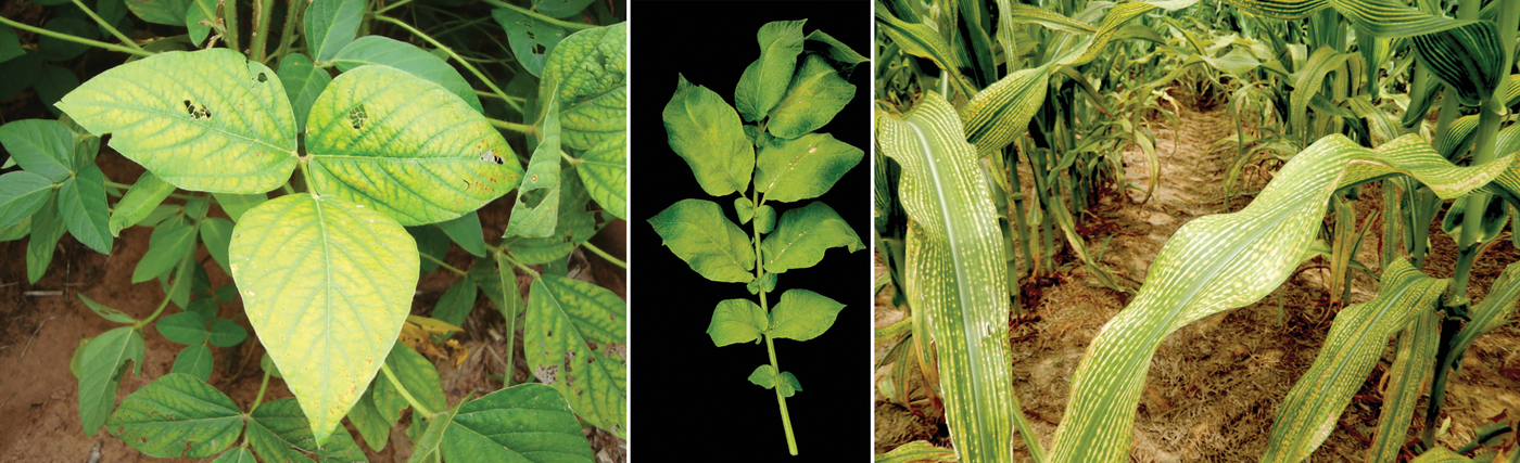 Magnesium deficiency in (l to r) soybean, potato, and corn. Photos courtesy of Rob Mikkelsen.