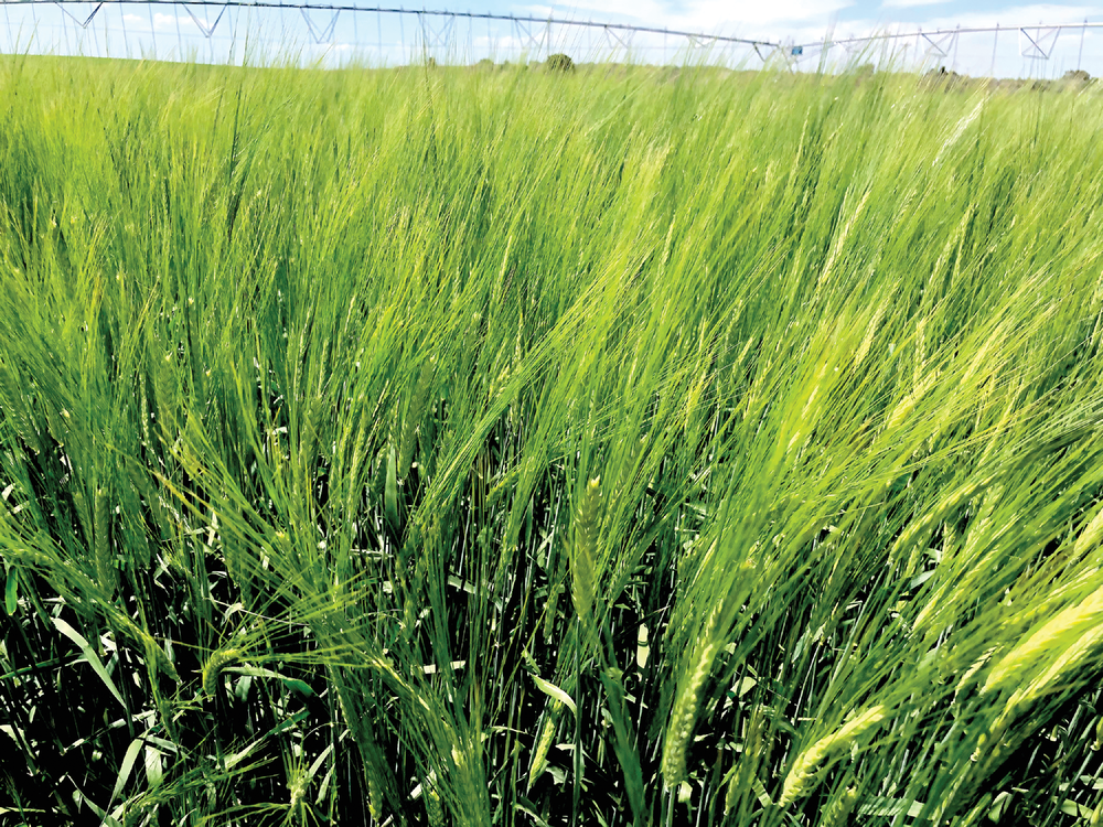 Barley heading out in later-summer in southern Idaho. Photo by Juliet Marshall.