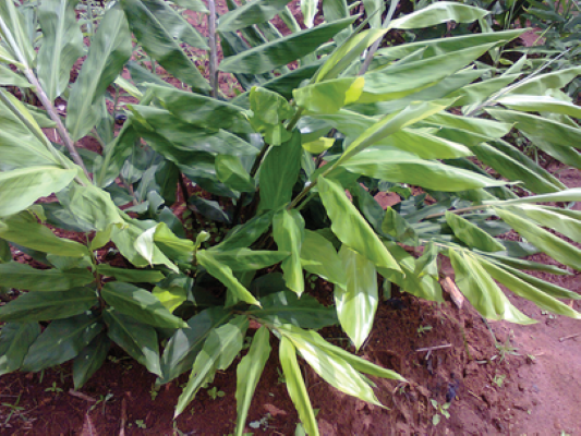 Ginger plants at the Crop Science Research Farm of the University of Nigeria Nsukka. Photo courtesy of U.P. Chukwudi.