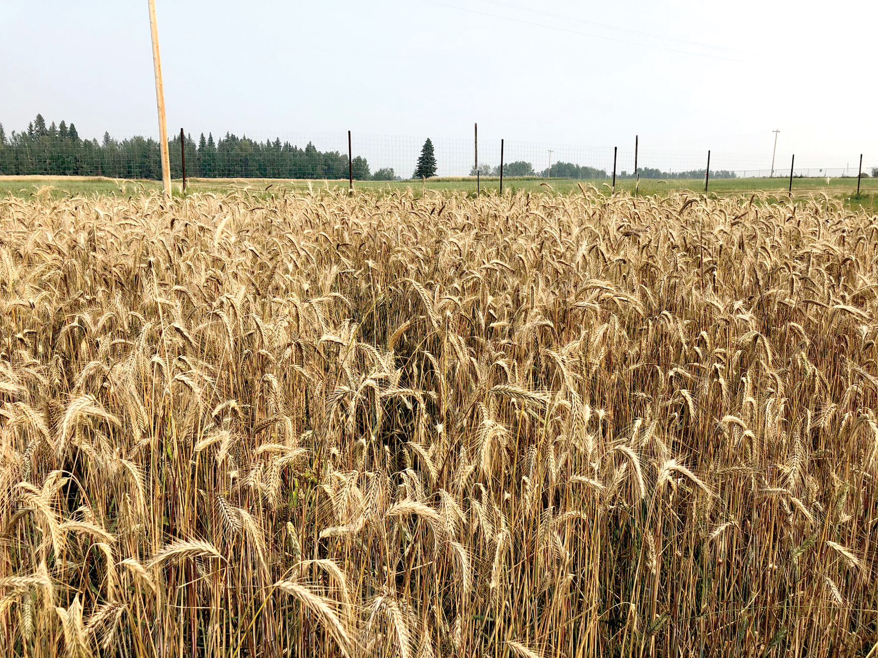 Perennial rye ready for harvest in Breton, Canada. Photo by Erin Daly.