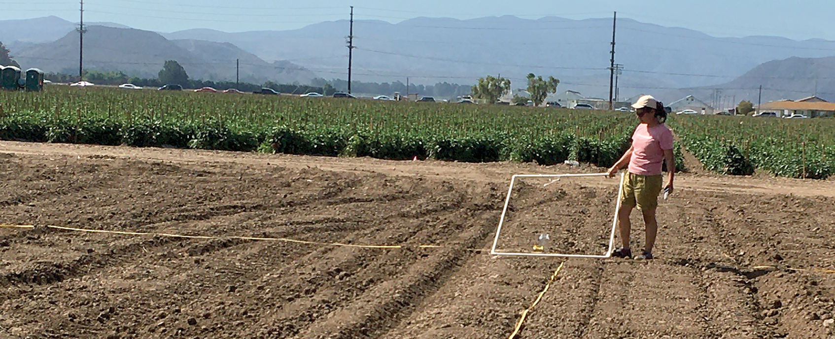 Ekta Tiwari, a postdoctoral fellow at California Polytechnic State University, assesses plastic accumulation in agricultural fields. Photo by Seeta Sistla.