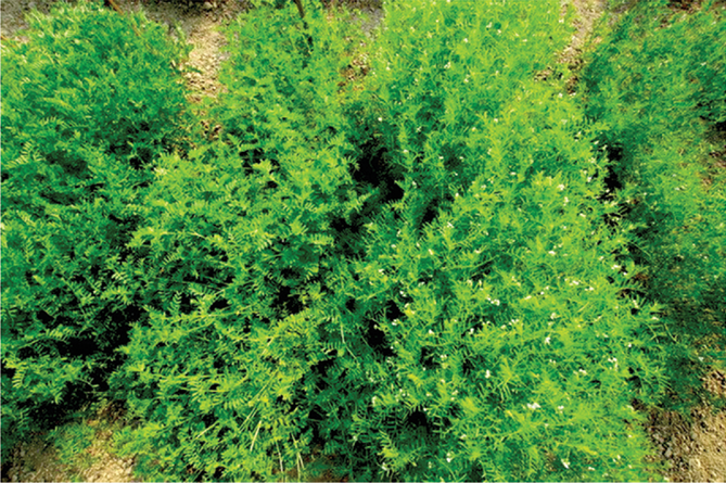 Two lentil varieties growing in Bangladesh. One is still in its vegetative growth phase (left) while the other is flowering and in its reproductive phase (right). Photo by Derek M. Wright.