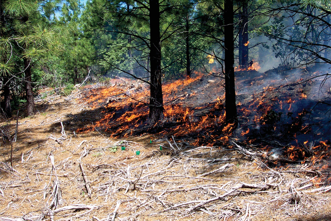 Prescribed burning of heavy fuels loads at the Challenge Experimental Forest in the Sierra Nevada mountains, conducted by USDA Forest Service personnel. Photo courtesy of Matt Busse.