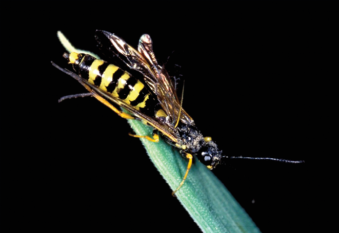 Adult wheat stem sawfly. Photo by Robert K. Peterson.