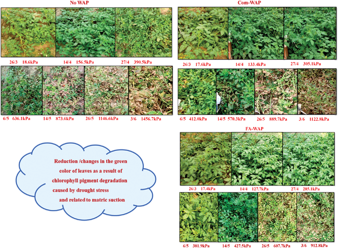 Response against drought stress for tomatoes with control soil (No WAP), commercial water-absorbing polymer (WAP), and fly-ash-based water-absorbing polymer (FA-WAP). Image by Bharat Ratan.