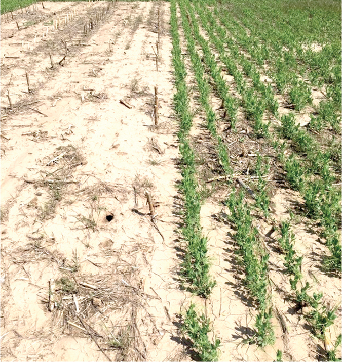 Chemical summer fallow plot (left) next to a field pea plot in Sidney, NE, in 2018 during the first half of the crop sequence comparison in a wheat-based dryland cropping system. Photo by Samuel Koeshall.
