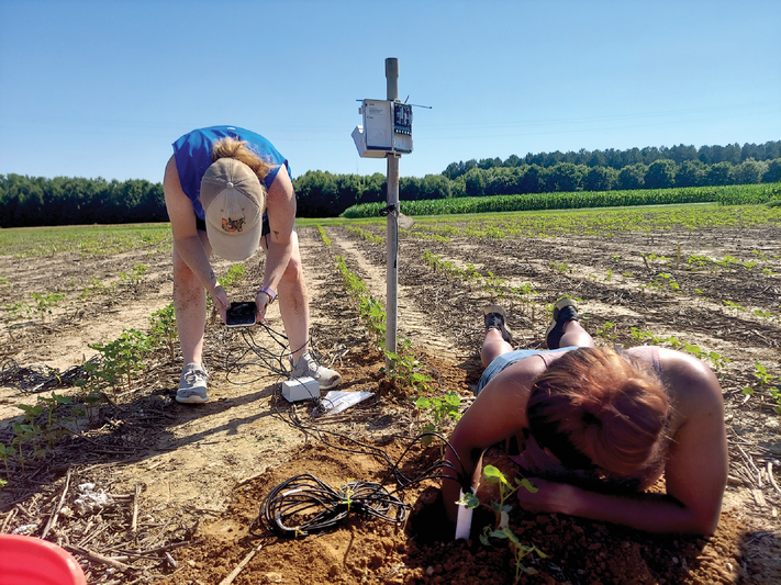 Digital agriculture is emerging as one of the best strategies to detect what the crop needs and deliver the right amount of water, nutrients, and other inputs to the crop at the right time and in the right place. Here two lab technicians install a soil water potential sensor in the ground. Photo by Sayantan Sarkar.