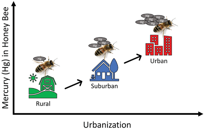 The first dataset on mercury levels in honey bees across the U.S. was reported in Agricultural & Environmental Letters. Total mercury levels in honey bees trend positively with urbanization of environment.