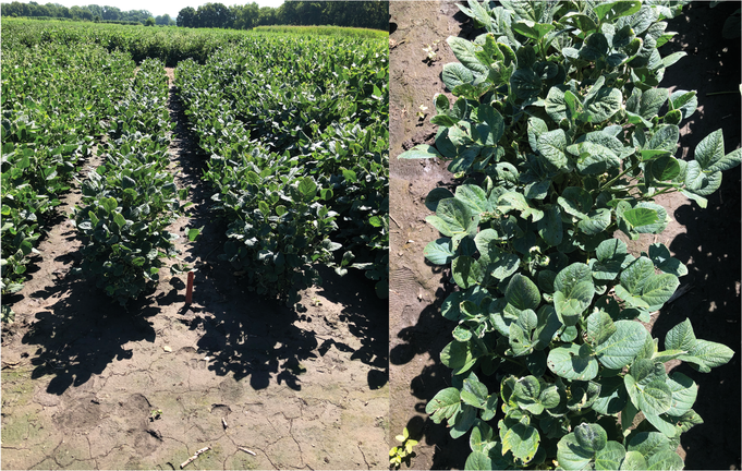 Leaf cupping and crinkling two weeks after soybean exposure to 1/100th of a field-use rate of dicamba at V3, R1, and R3 growth stages. Photo by Tyler Meyeres.