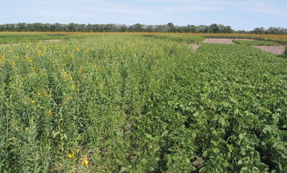 Summer cover crops planted after winter wheat harvest in south-central Kansas produced significant amounts of biomass and enhanced earthworm populations, among other soil ecosystem services. Photo by Mark Claassen.