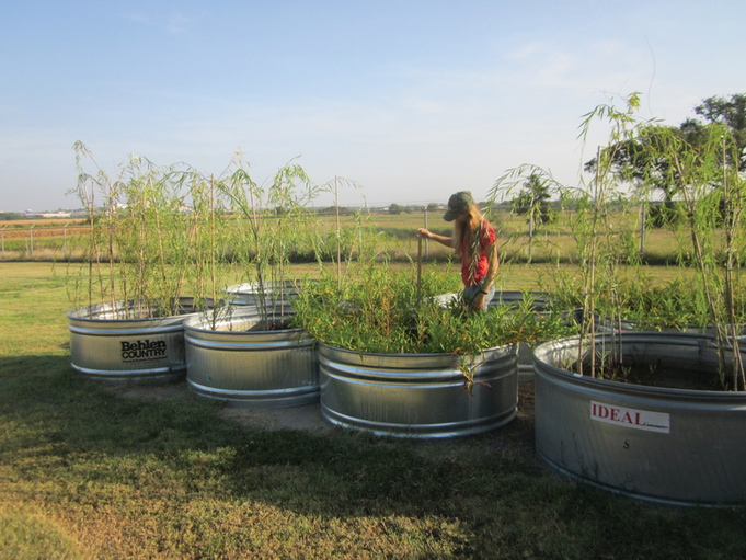 Texas A&M University engineering student Louise Reisner measures water use in wetland plants in Temple, TX. Photo by Jim Kiniry.