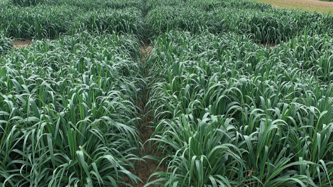 FLLA11019-8, a new dual-purpose oat cultivar developed at the University of Florida, in the vegetative stage. Photo by Md Ali Babar.