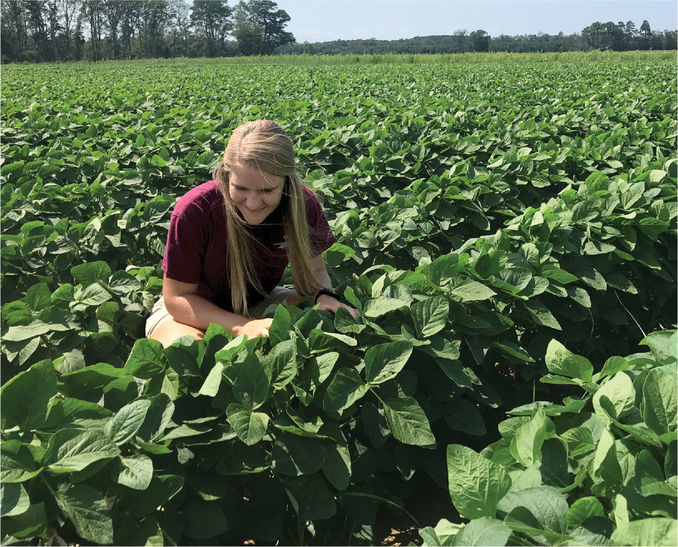 Keren Brooks of Virginia Tech, first author of the study, examines soybean plots in Painter, VA; a site where sulfur fertilizer additions are not currently warranted for soybean production.  Photo courtesy of Keren Brooks.