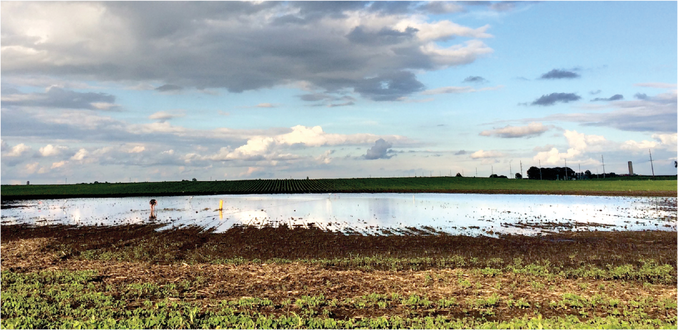 A depression that had been planted to soybean during a ponding event in June 2020. Photo by Nate Lawrence.