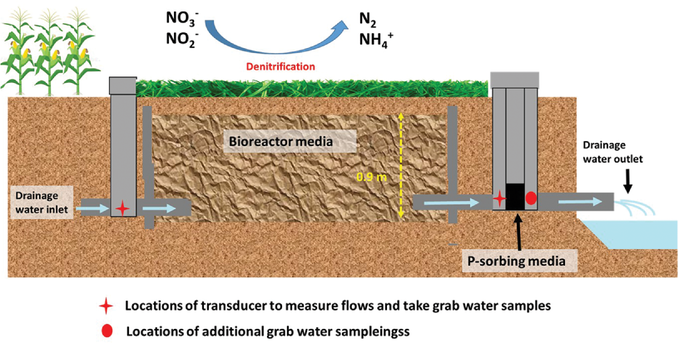 A schematic drawing of a denitrification bioreactor and P-sorbing media (not drawn to scale) installed at the edge of agricultural fields. Illustration by Olawale Oladeji.