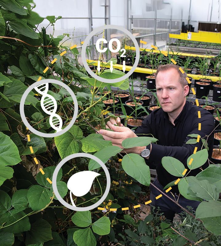 Breeding for Carbon Storage