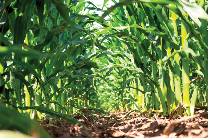 “Corn Forming a Canopy” by Josie Rice was the Crops Best Photo during the photograhy and video contest held during the 2023 Annual Meeting in November.