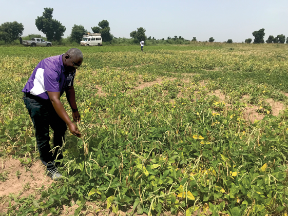 Kansas State University soil scientist Augustine Obour examines cowpeas near harvest in Bambey, Senegal. Photo by Aliou Faye.