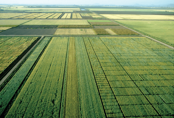 Wheat fields at the International Maize and Wheat Improvement Center’s (CIMMYT) experiment station near Ciudad Obregón, Mexico, where data used to test genomic selection were collected. Photo courtesy of CIMMYT (https://flic.kr/p/auHbJx and reprinted here under this license: https://creativecommons.org/licenses/by-nc/2.0/).