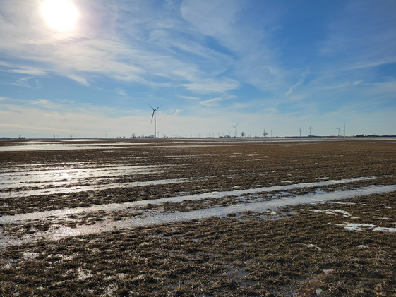A cover-cropped field with snow and ice cover in Chatham, Ontario. Photo by Ryan Carlow.
