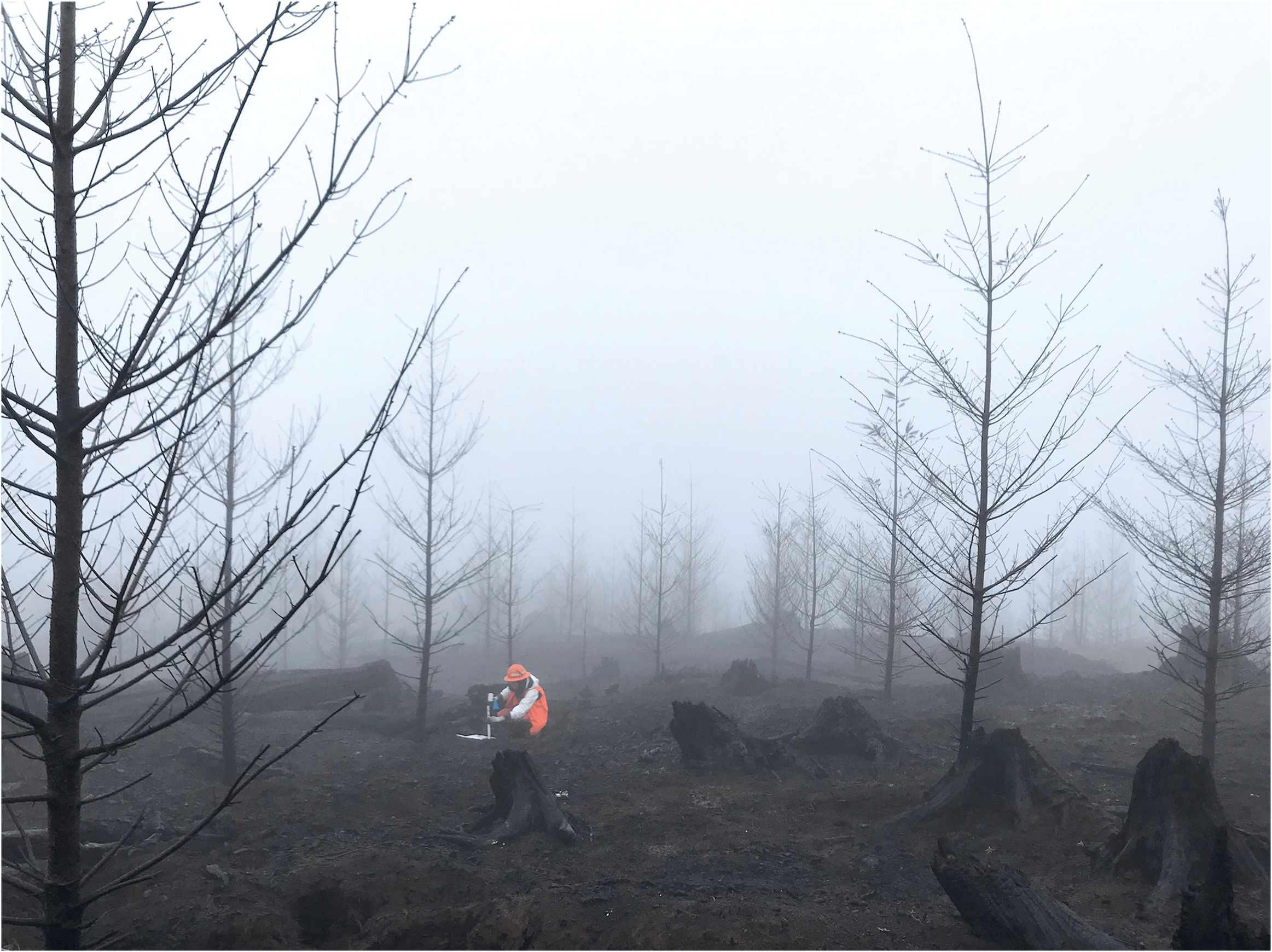This site in the western Cascade Mountains in Oregon experienced a high-severity wildfire in September 2020. Here a researcher samples the soil in the winter of 2021 after the fire. Photo courtesy of K. McCool.
