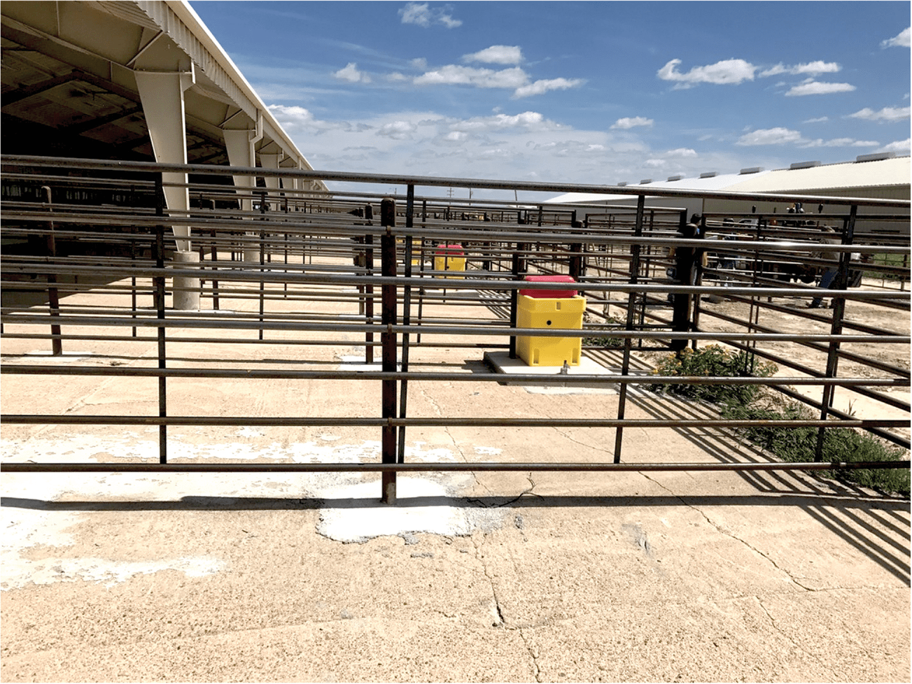 A newly built feedlot that had no prior exposure to antibiotics before the study. Photo by Tiffany Messer, University of Kentucky.