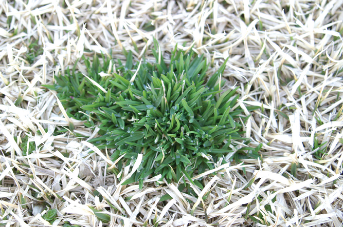 Annual bluegrass in winter dormant bermudagrass in Blacksburg, VA. Photo by Shawn Askew, Virginia Tech.
