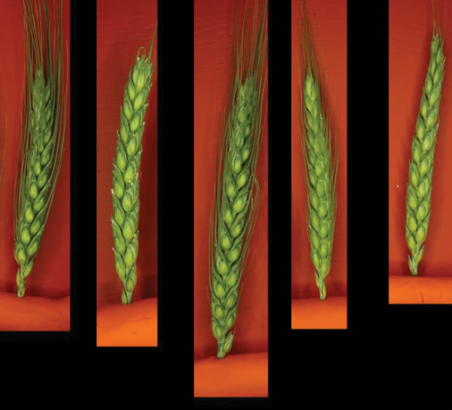 Examples of wheat spike images used for training and testing models designed to count spikelet number. Images by Mik Hammers and Zachary J. Winn.