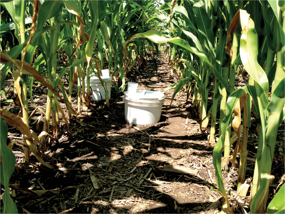 A representation of in-row and between-row placement of cham- bers used for greenhouse gas data collection in this study's crop  rotation experiments. Photo by Maciej Kazula.