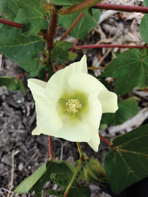 A cotton flower from the skip-row study at the USDA-ARS Grassland Soil and Water Research Laboratory in Temple, TX, which provided the photo.