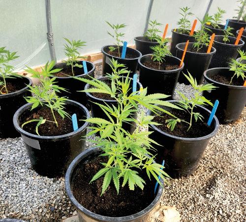 Hemp plants 20 days after transplanting growing in a greenhouse before experiencing drought stress. Photo by Wayne Morgan.