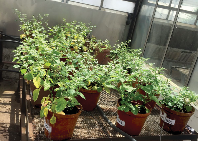 The ripe berries and boiled leaves of black nightshade, pictured here cultivated in pots, are often consumed, and its plant parts are used in traditional medicine. Photo courtesy of the University of KwaZulu-Natal, Pietermaritzburg Campus.