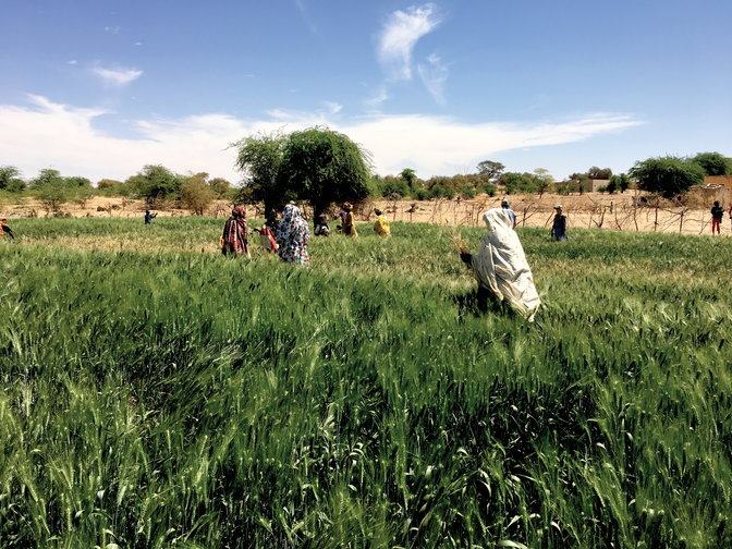 Women farmers in a cooperative along the Senegal River caring for their first ever crop of wheat. Photo by Filippo M. Bassi.