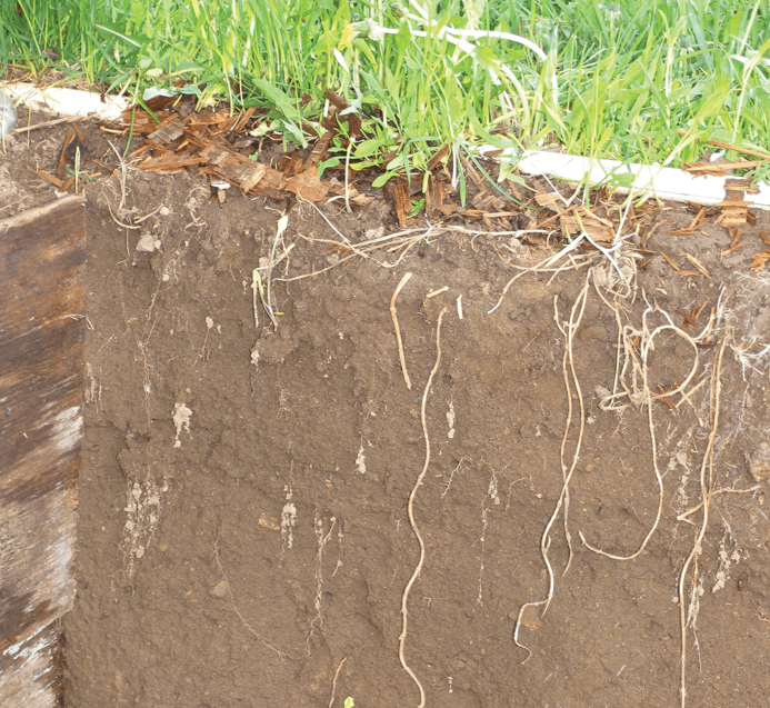 Photo by J.E. Doll, Michigan State University.