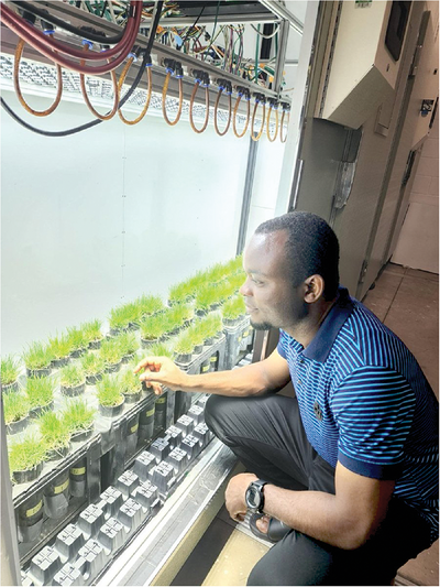 Researcher Michael Itam oversees the growth chamber study of turfgrasses exposed to drought stress at Michigan State University. Photo by Emily Merewitz.